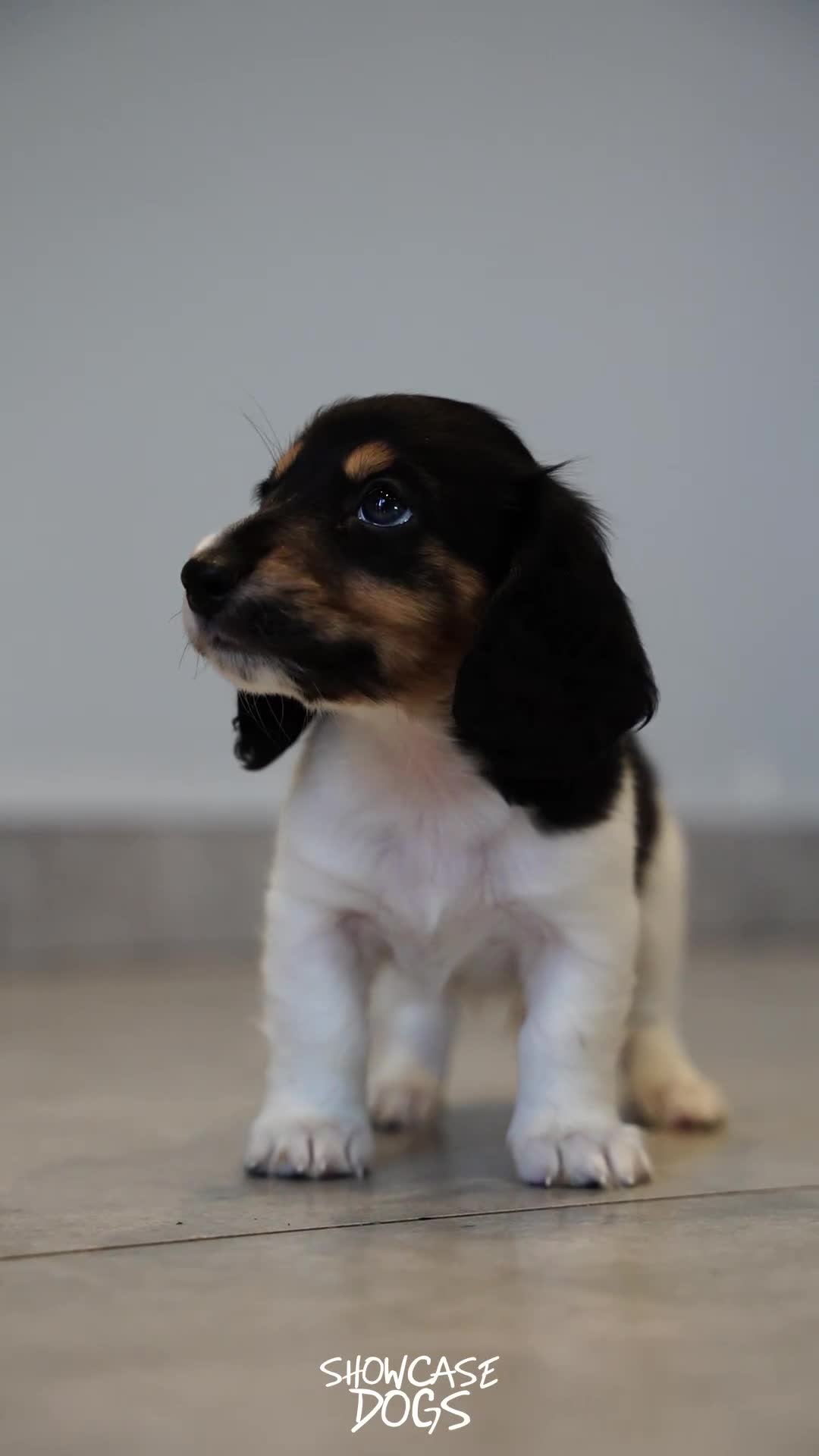 Miniature Dachshund dogs for sale: Miniature long haired dachshund  - Video 2