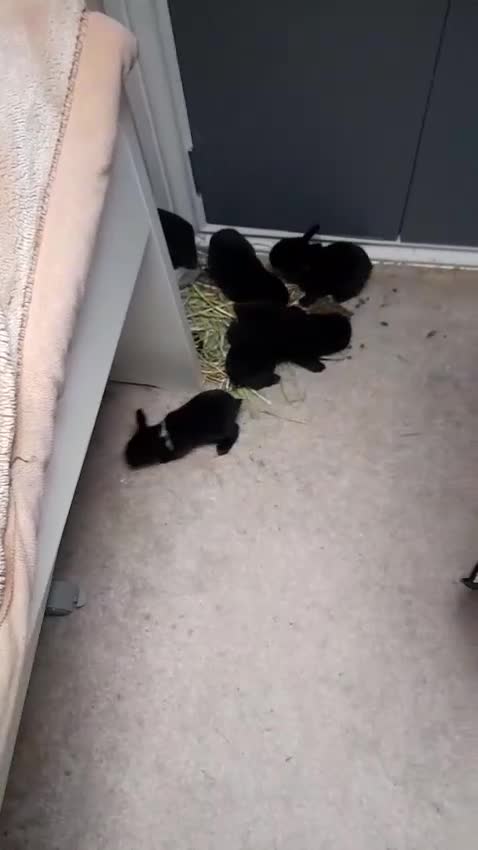 Mini Lop rabbits for sale: 5 Black and White Dutch x Mini Lop Babies - Video 1