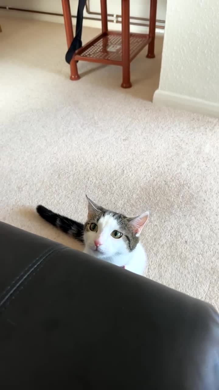 Mixed Breed cats for sale: Rosie - Video 1