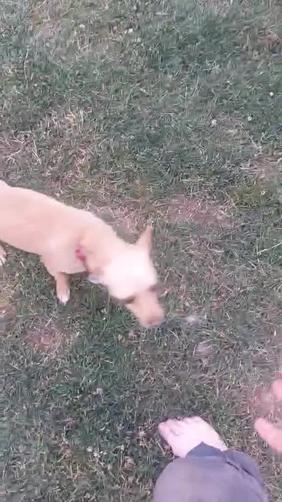 Mixed Breed dogs for adoption: MEET SWEETHEART SHAKI - Video 1