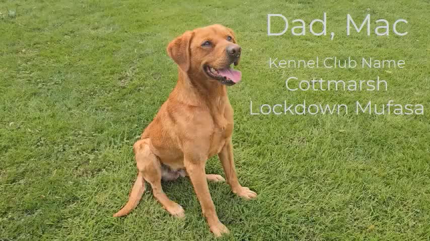 Labrador Retriever dogs for sale: Red Fox Labs : Health Checked-KC Reg-FTCH Pedigree - Video 2