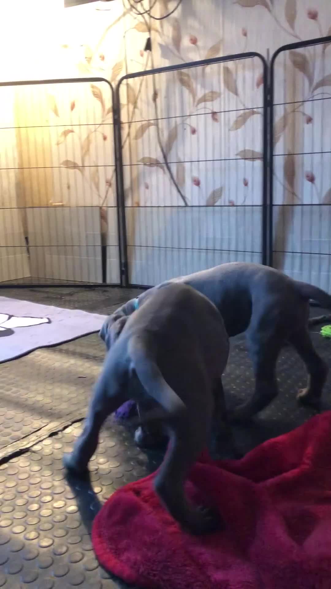 Cane Corso dogs for sale: Stunning 4th Generation Cane Corse Pups  - Video 1