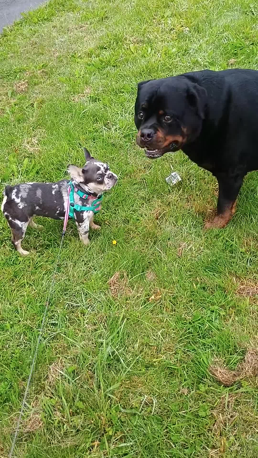 French Bulldog dogs for sale: Gorgeous 14 months old girl Frenchie. - Video 2