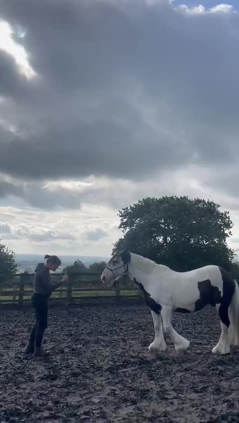 Irish Cob horses for sale: Happy hacker/ companion pony - Video 1