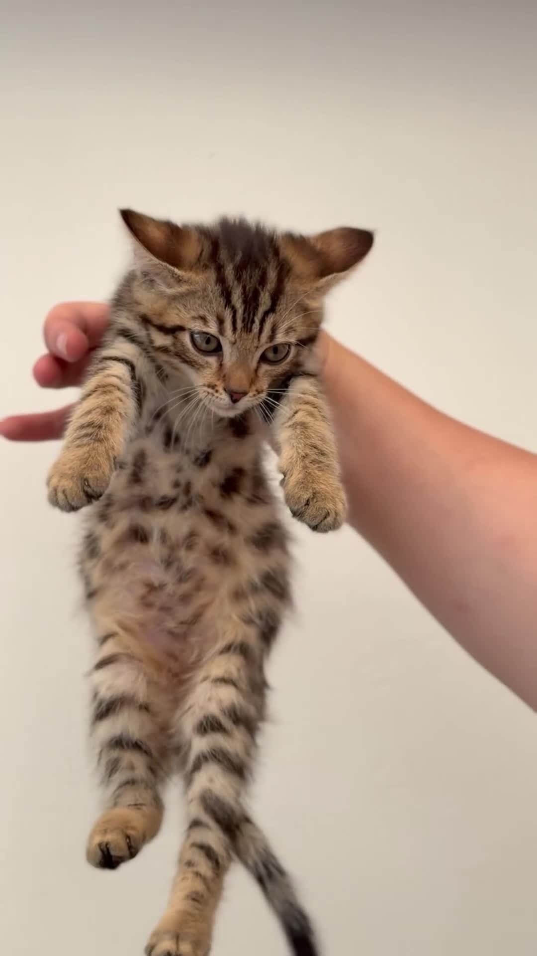 Bengal cats for sale: 🖤🧡🐆4 bengal girls 🐆🧡🖤 - Video 3