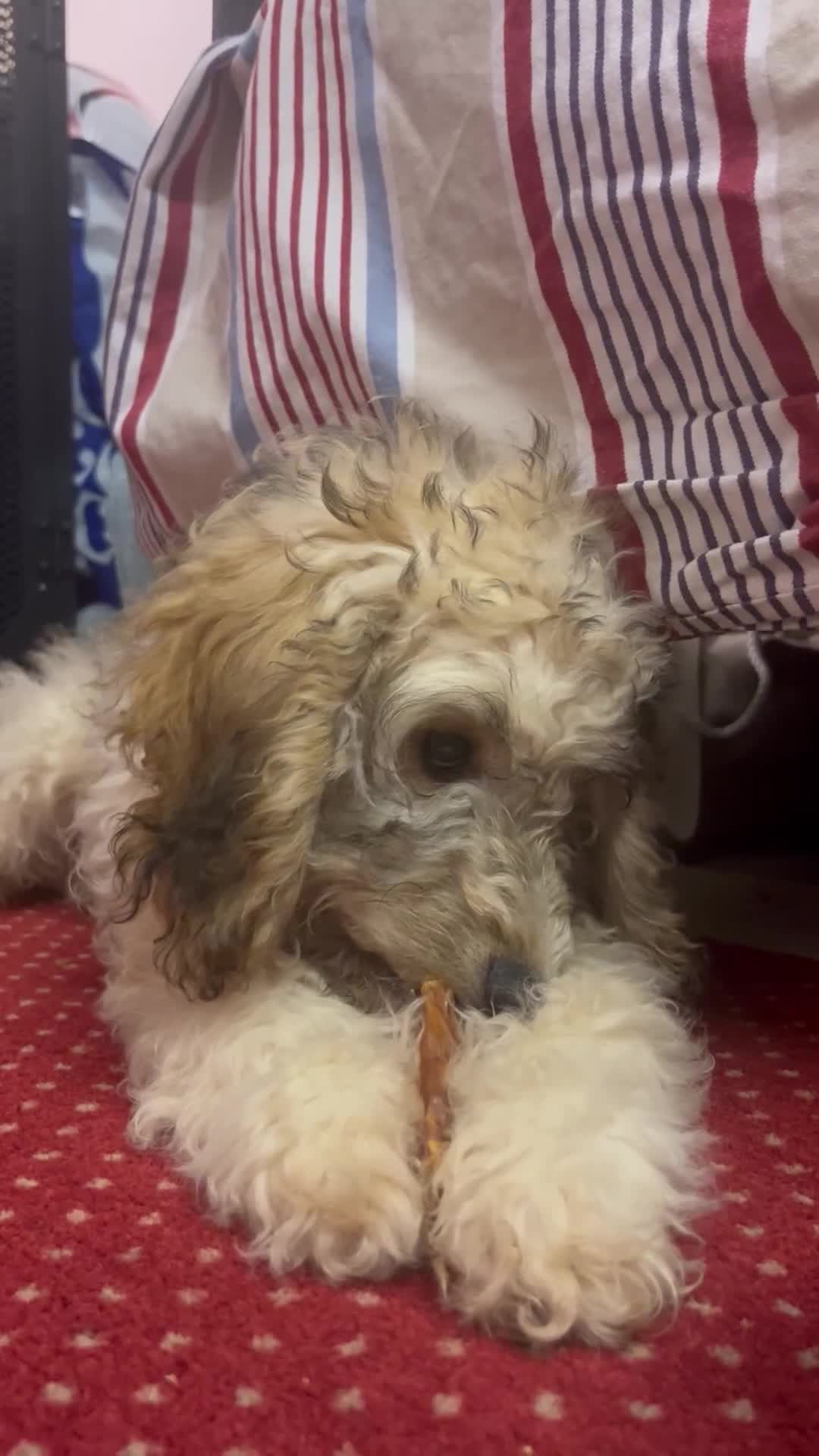 Cockapoo dogs for sale: Adorable 4-Month-Old Male Cockapoo for Sale 🐶 - Video 2