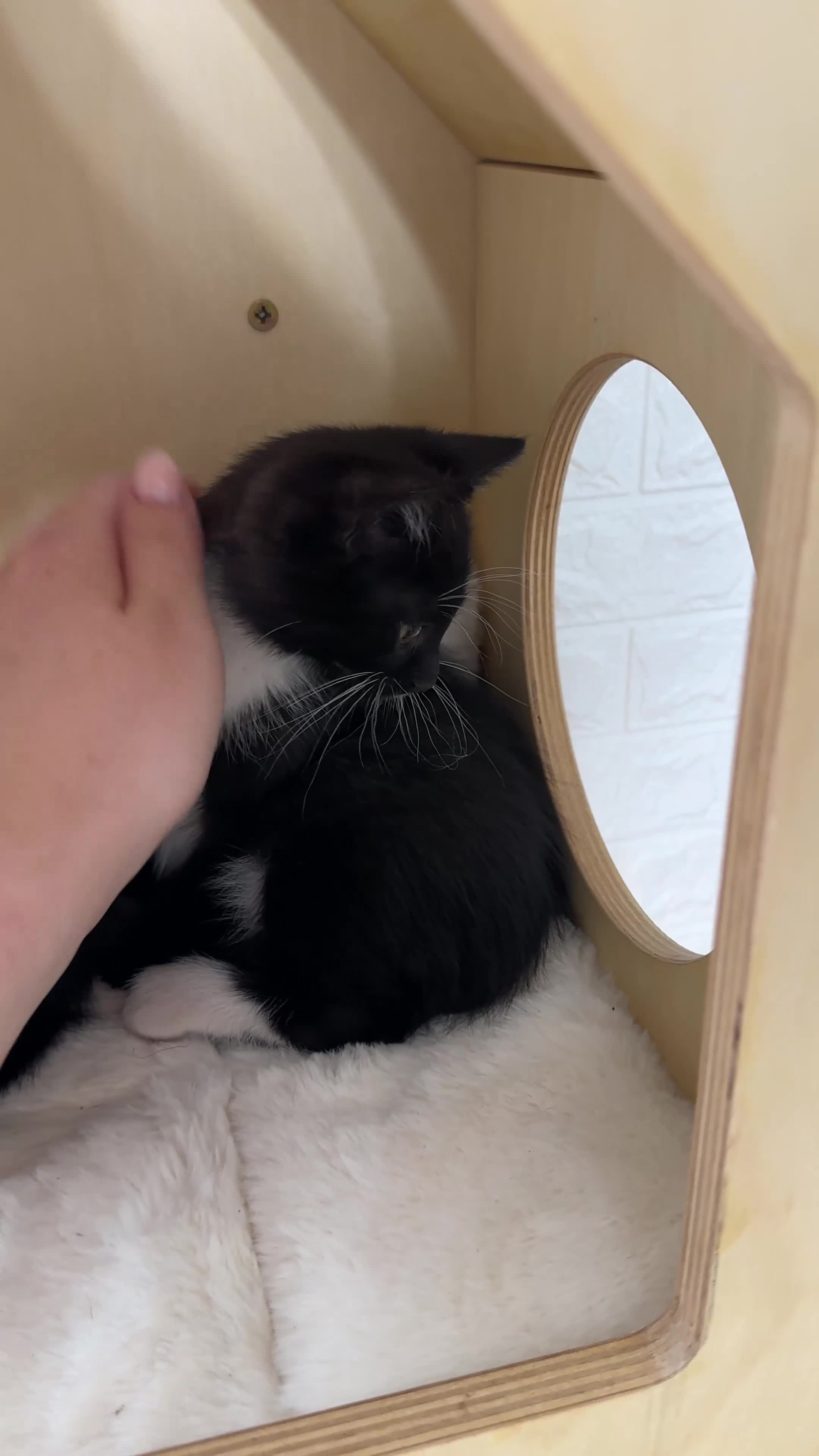 Mixed Breed cats for sale: Two Beautiful Kitten Sisters Looking for  Home - Video 4