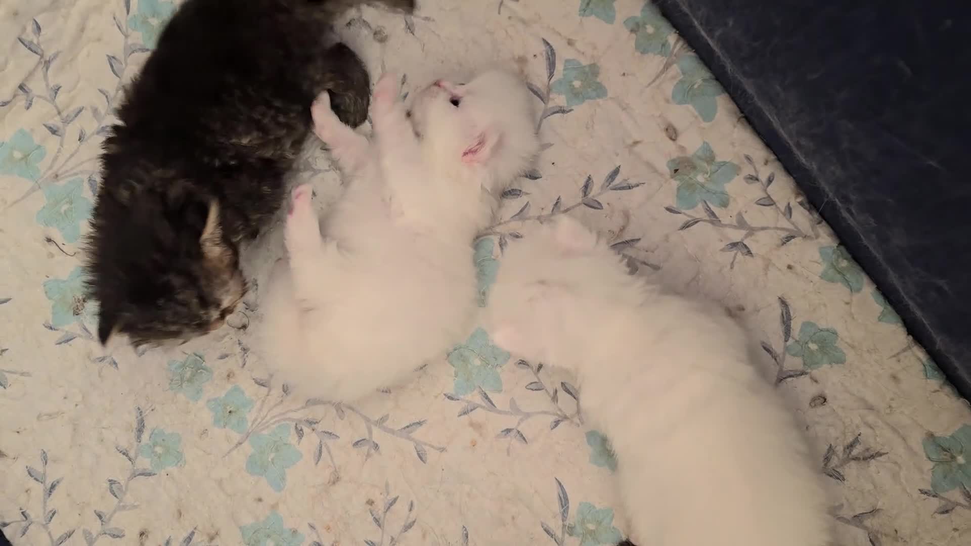 Munchkin cats for sale: 'Rughugger'Minuet kittens - Video 1