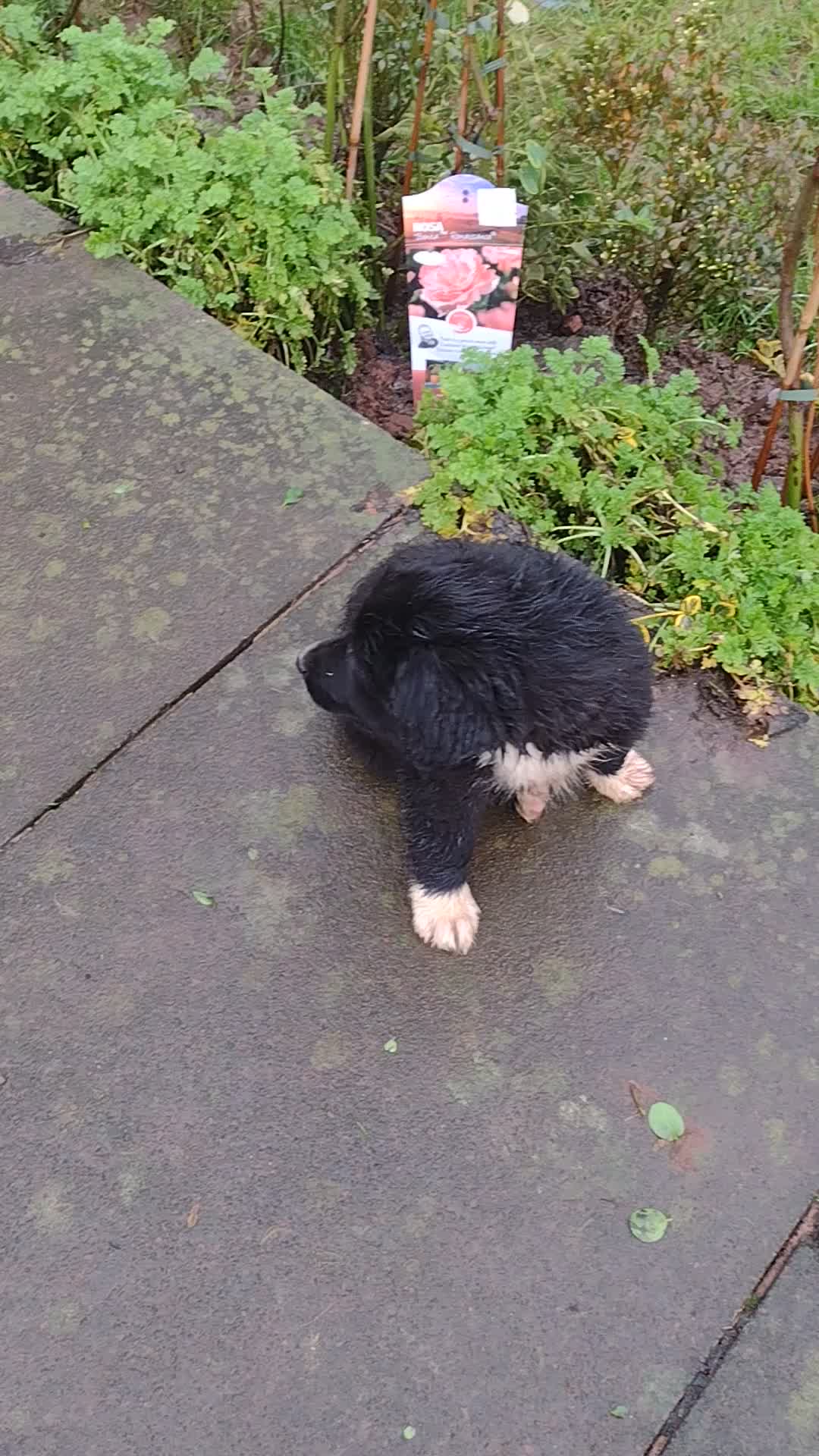 Mixed Breed dogs for sale: Collie X Sheepdog Puppies - Video 1