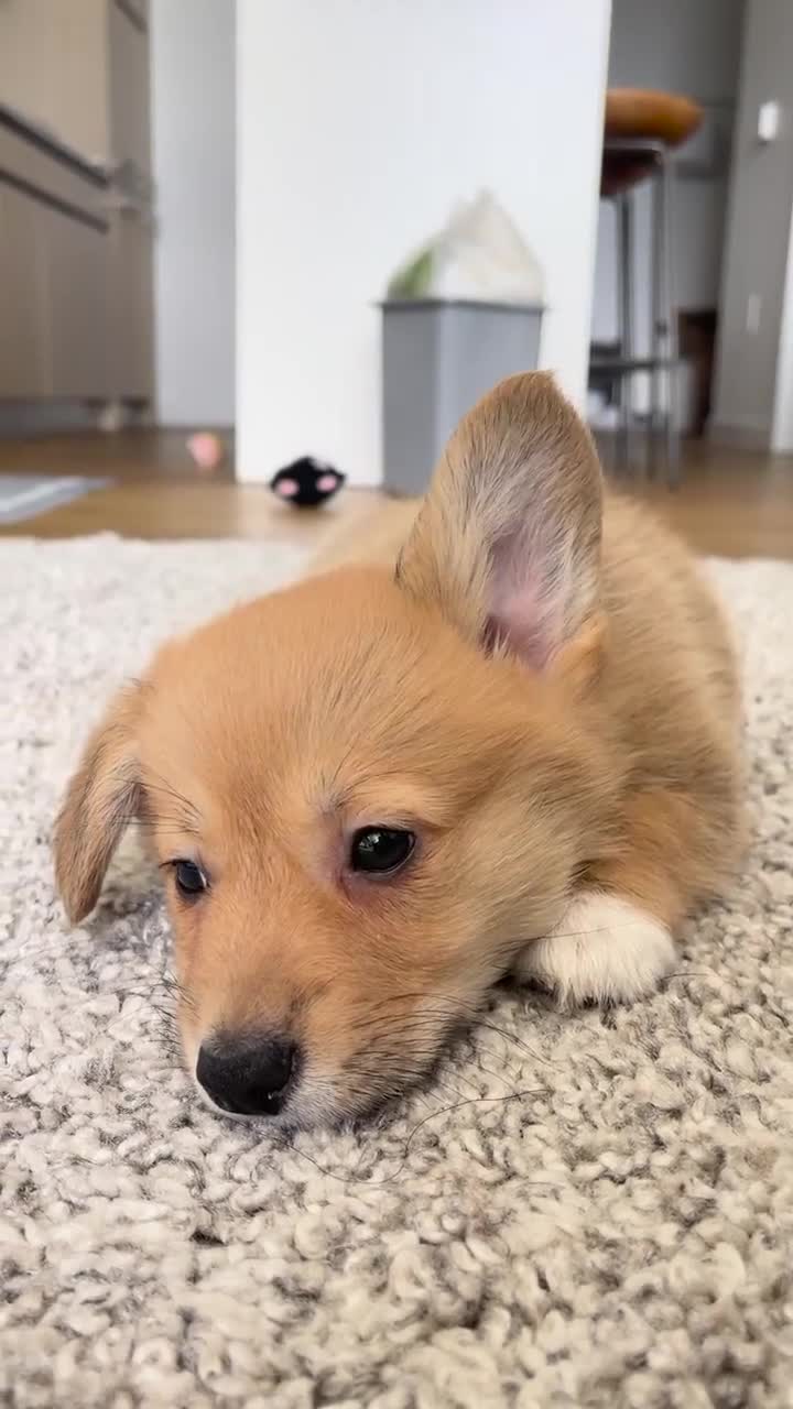 Welsh Corgi Pembroke dogs for sale: Still seeking peaceful home and walks - Video 2