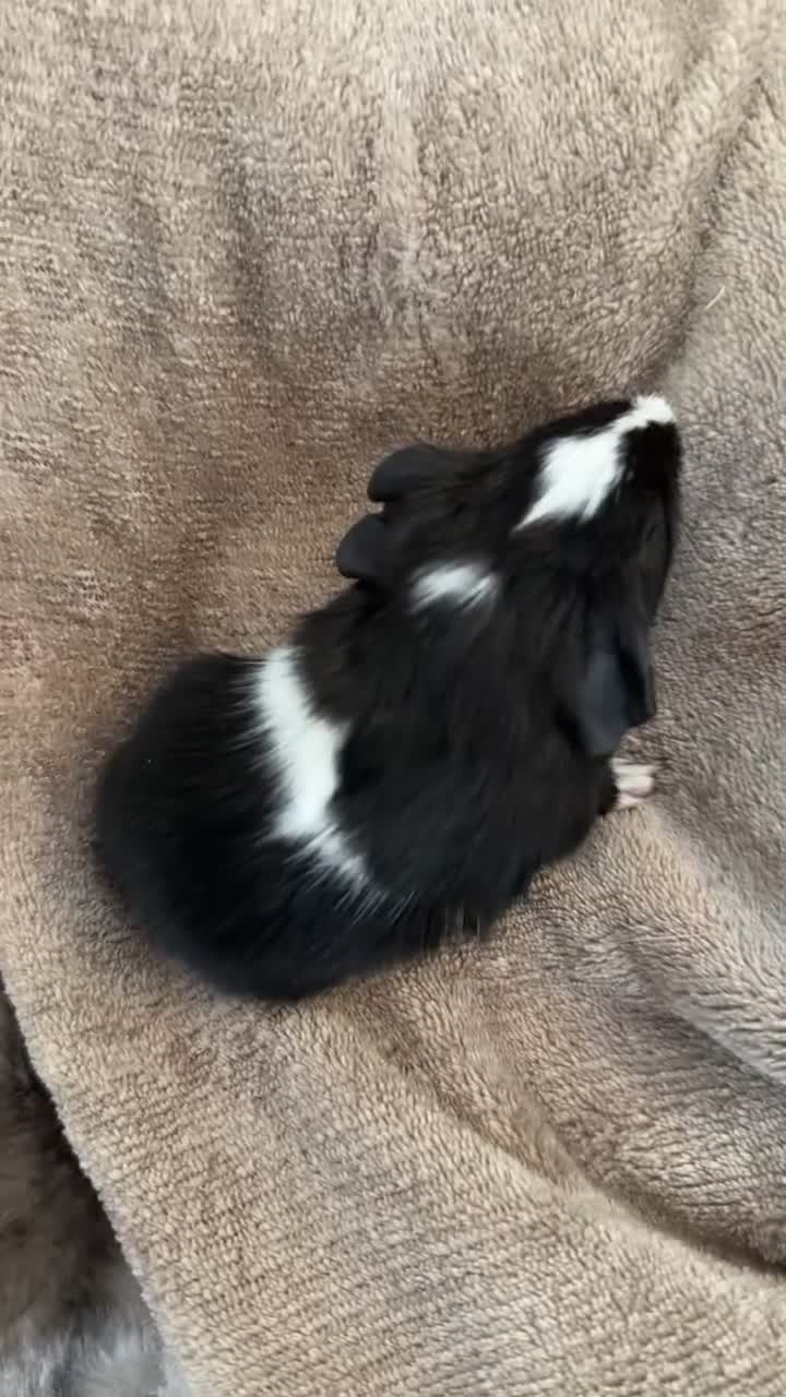 Guinea Pig rodents for sale: Guinea pigs - Video 2