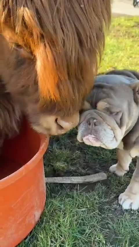 English Bulldog dogs for sale: English Bulldog Puppies Coloured  - Video 3