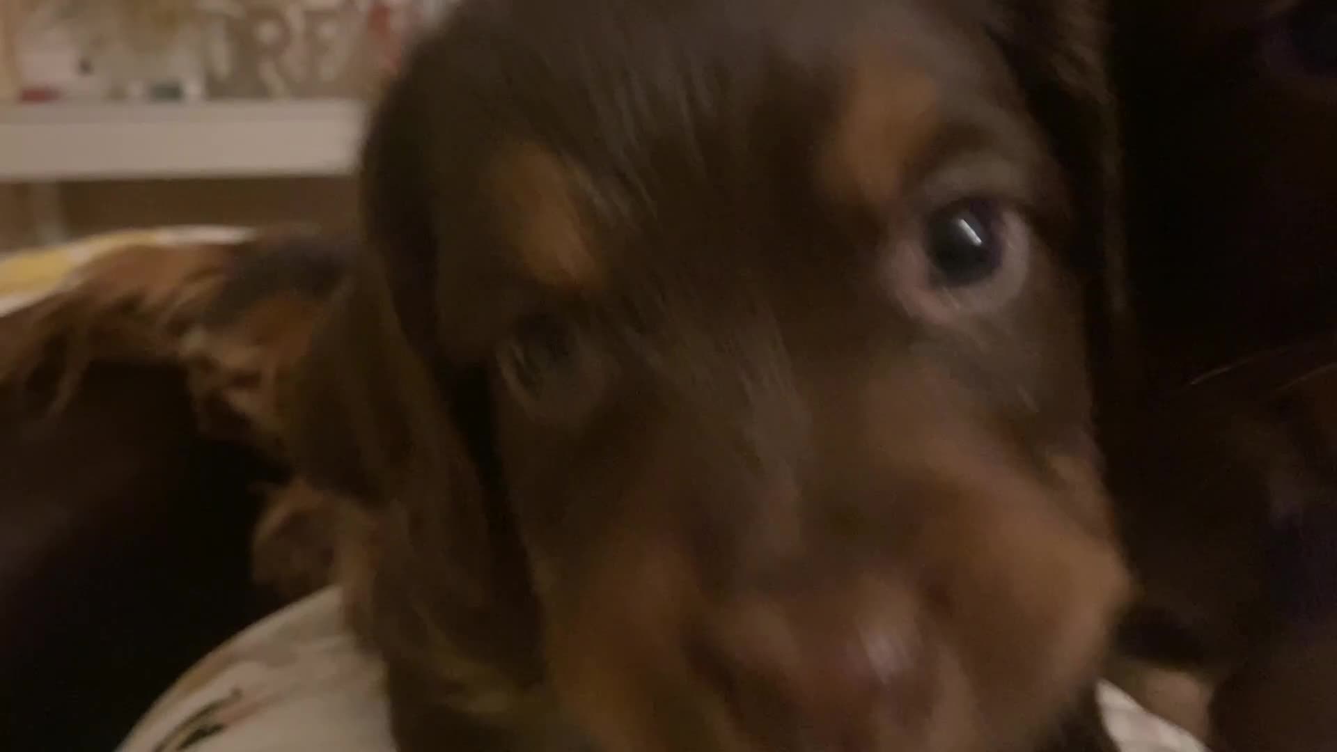 Cocker Spaniel dogs for sale: Tri colour working cocker spaniel puppies  - Video 1