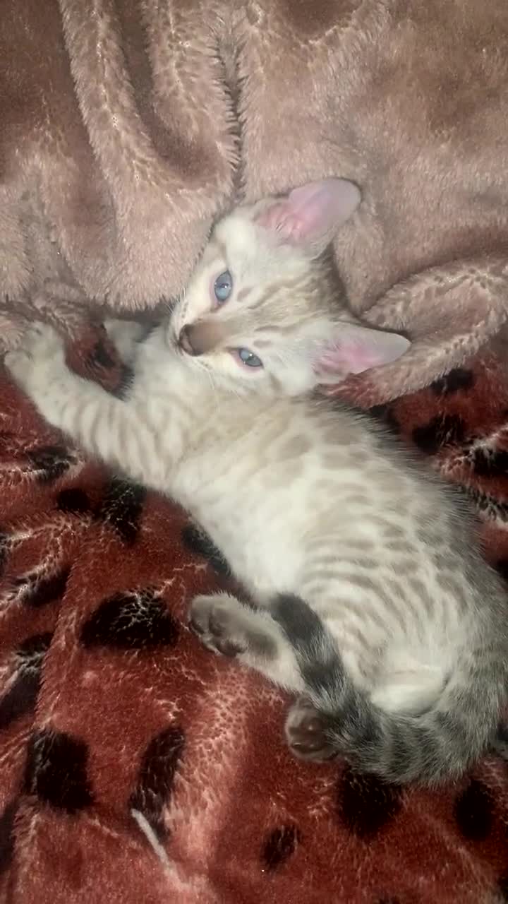 Bengal cats for sale: Male Bengal Cat – Loving & Trained For sale - Video 1