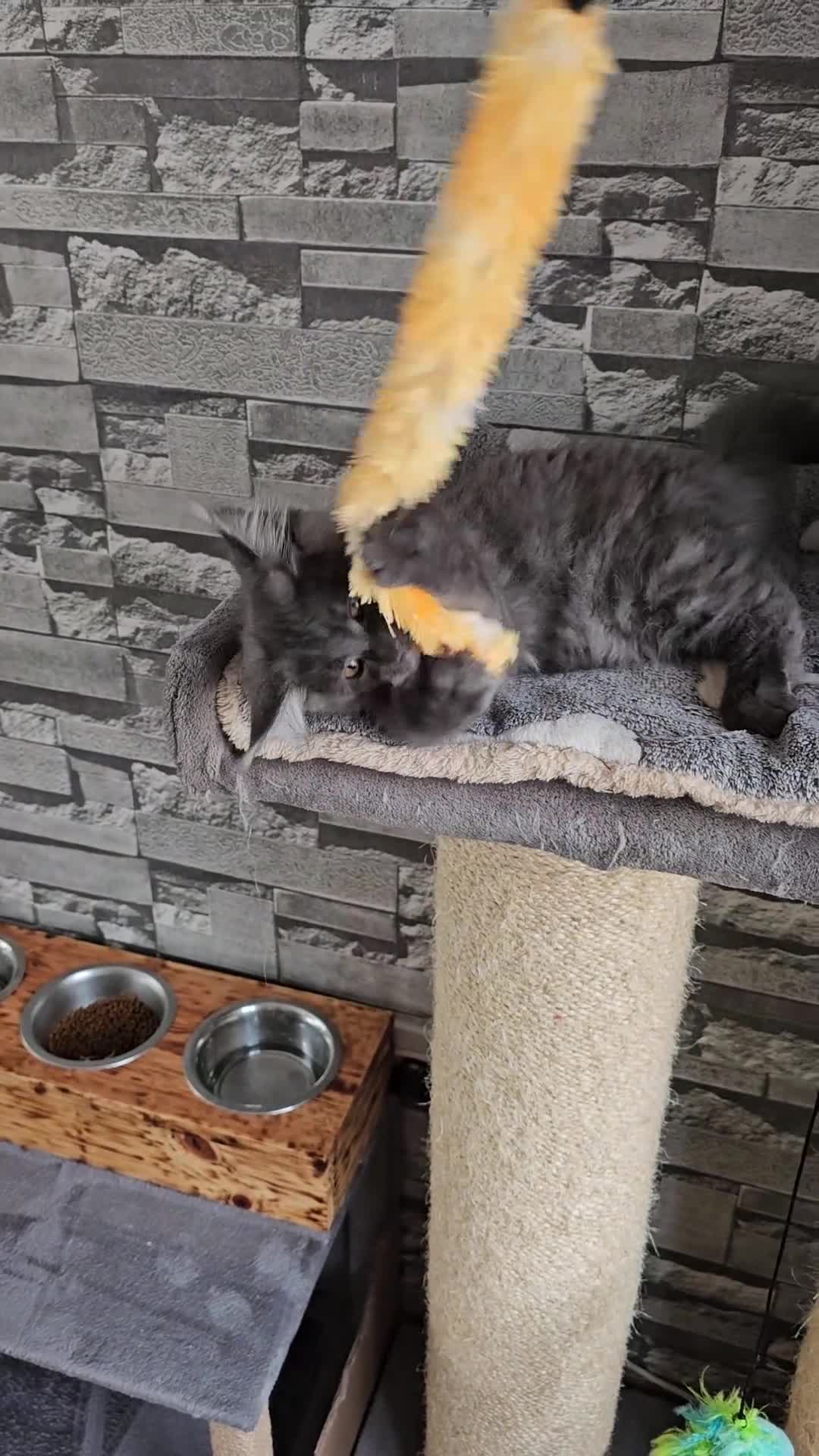 Maine Coon cats for sale: Blue Maine Coon kittens Tica registered in King's Lynn - Video 4
