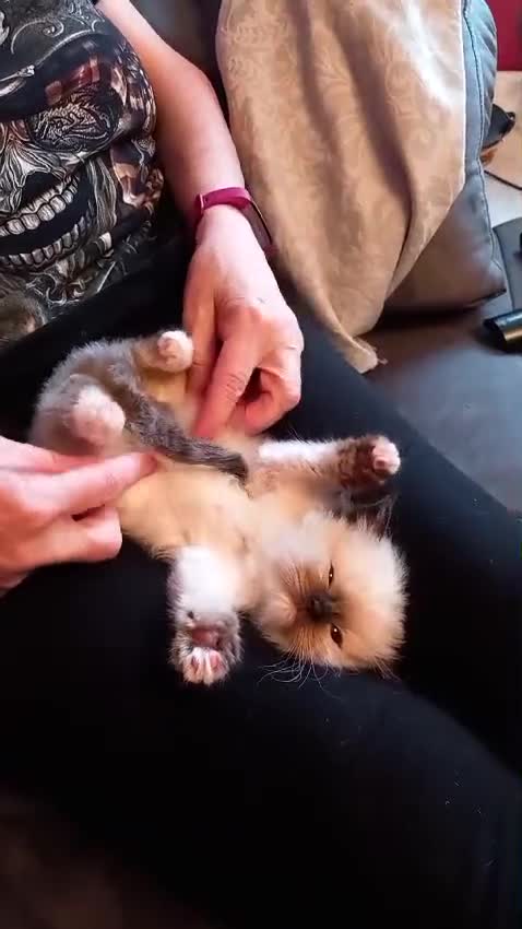 Ragdoll cats for sale: Ragdolls...beautiful kittens in Sheffield - Video 2