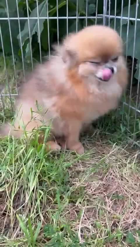 Pomeranian dogs for adoption: Milo’s Heartbreaking Tale - Video 2