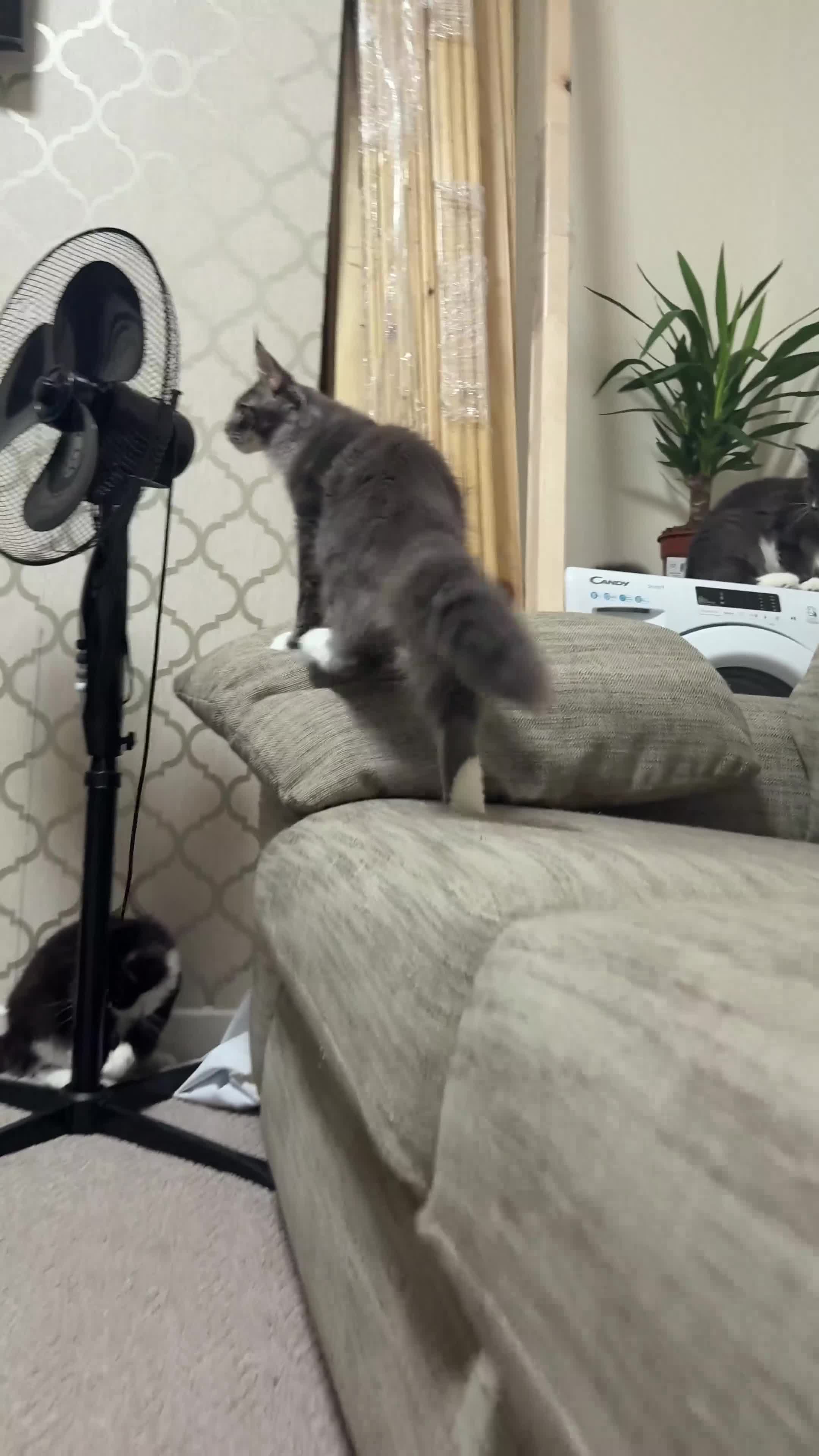 Maine Coon cats for sale: Licensed XXL Maine Coon kittens - Video 1