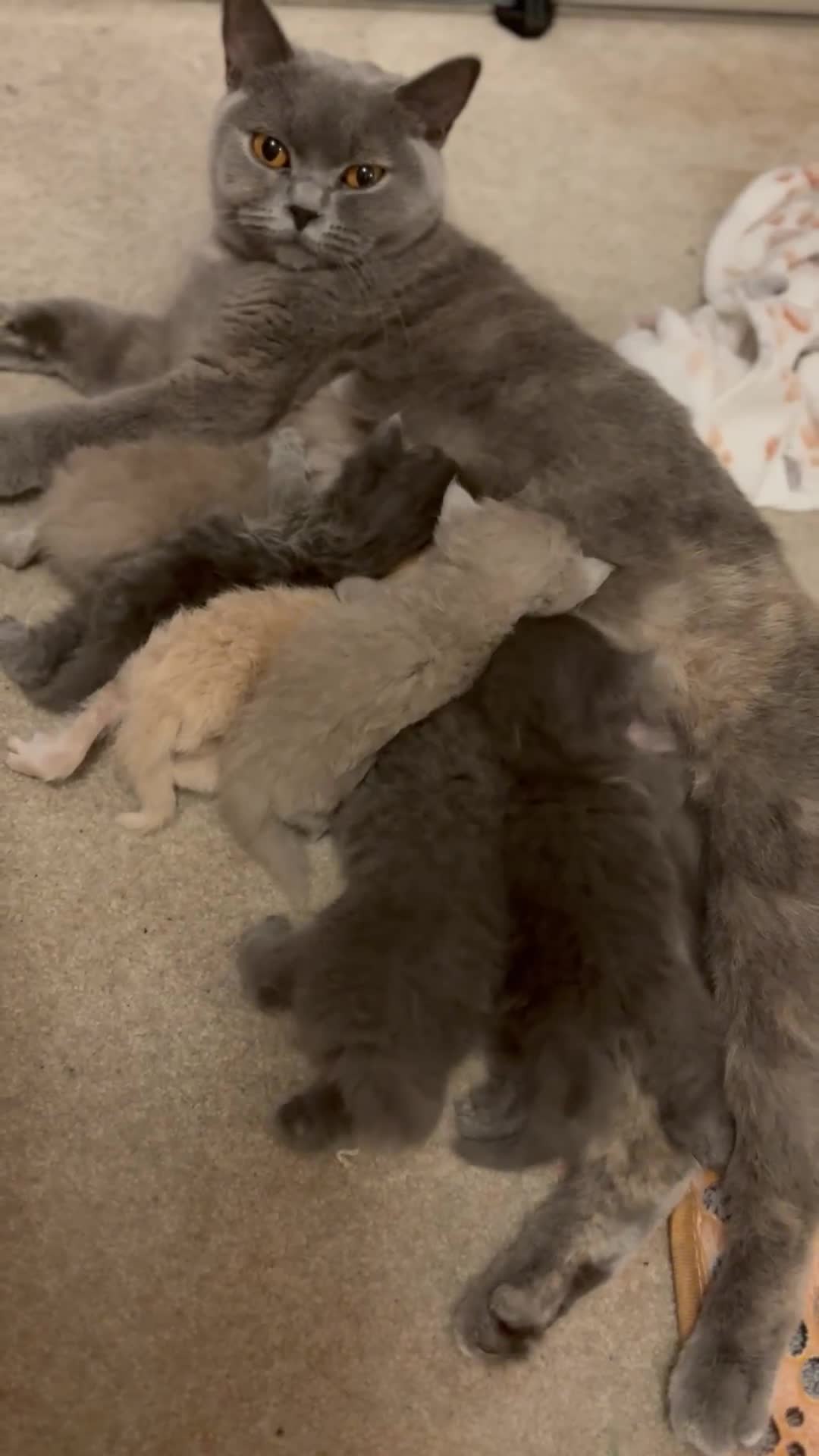 British Shorthair cats for sale: 🐾 GCCF Registered British longhair  Kittens ✨ - Video 3