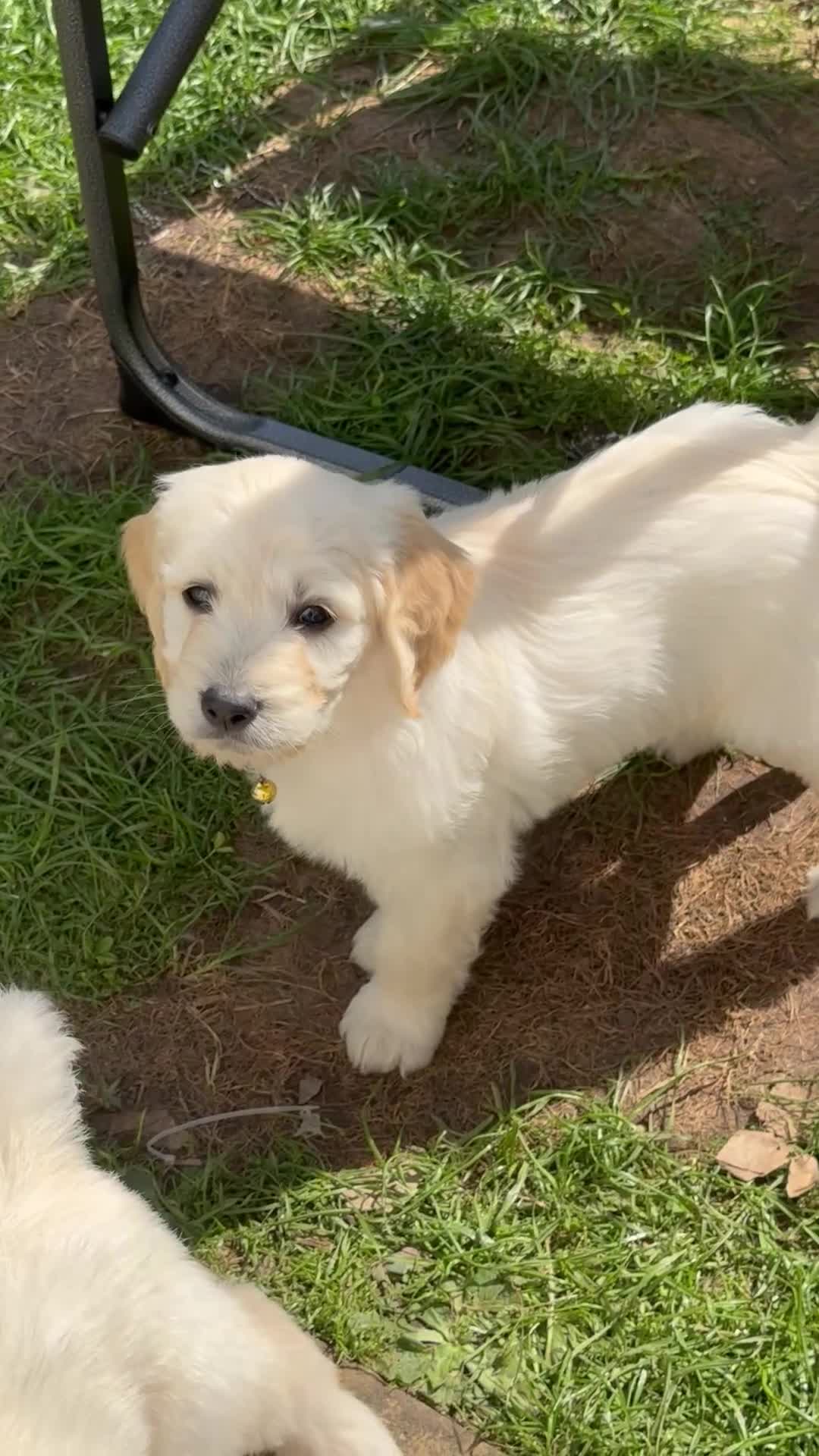 Goldendoodle dogs for sale: 💙 4 Gorgeous F1 Goldendoodle Boys 💙 - Video 1