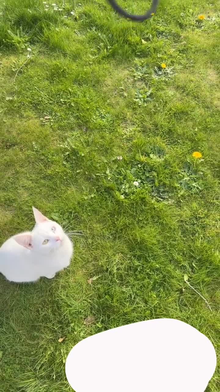 Khao Manee cats for stud: PURE WHITE KHAO MANEE WITH HETEROCHROMIA EYES - Video 1