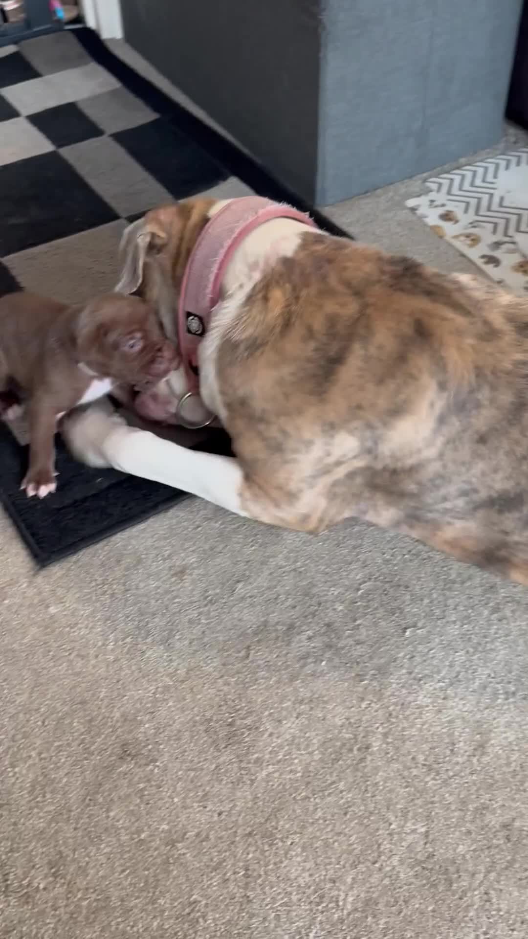 Mixed Breed dogs for sale: Rare breeding American x Bulldog x Cane Corso Pups - Video 1