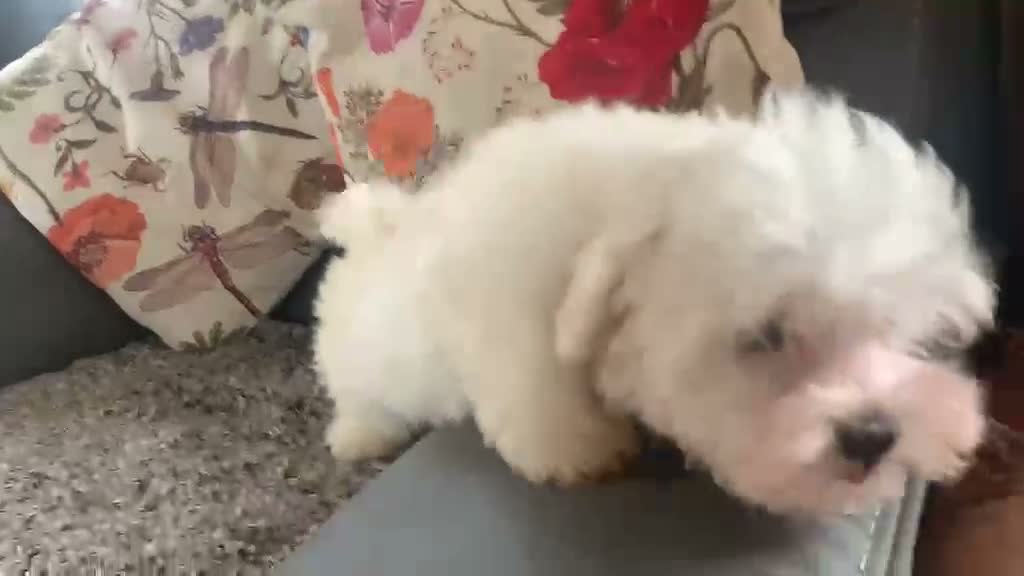 Maltese dogs for sale: Beautiful white boy - Video 1