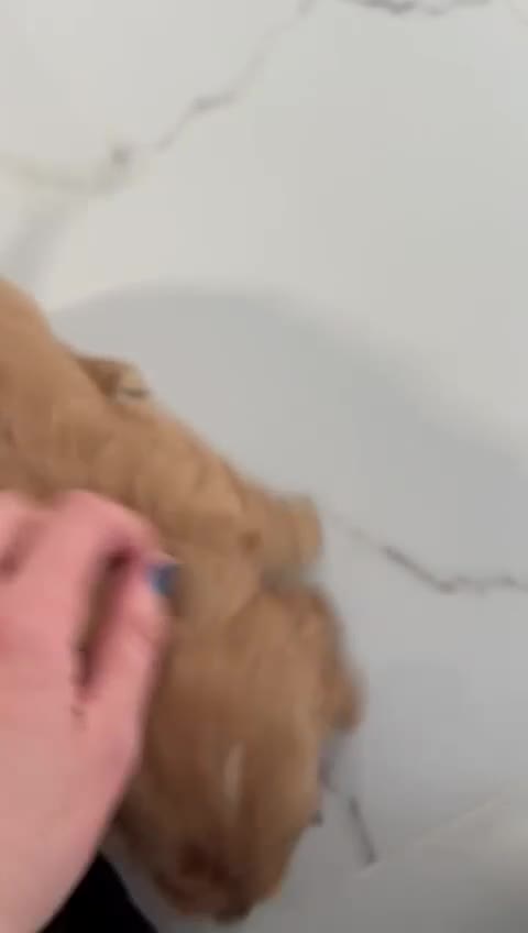 Cockalier dogs for sale: Cocker Spaniel Cavalier King Charles Puppy puppies - Video 2