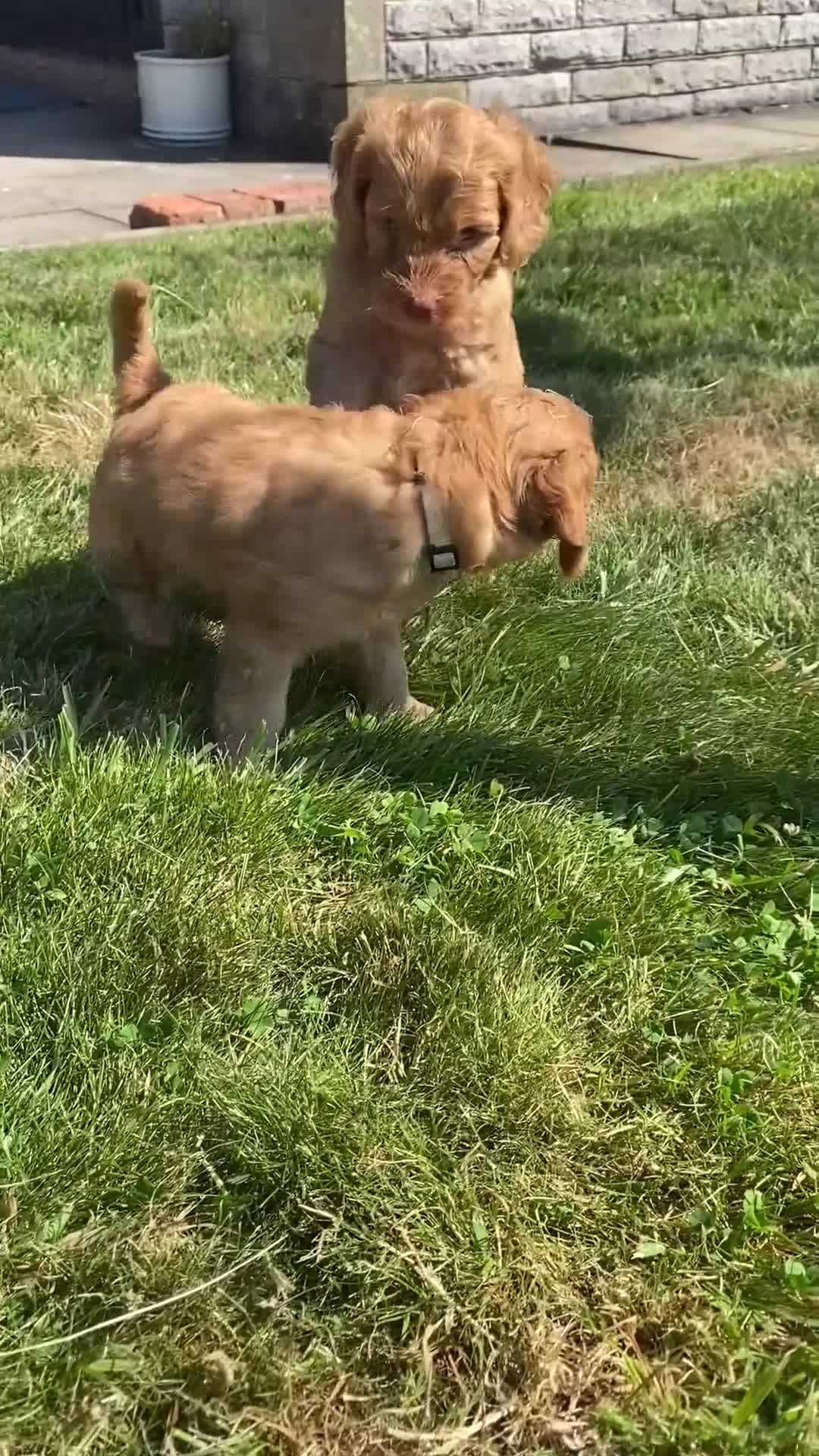 Cockapoo dogs for sale: Cockapoo Puppies  - Video 1