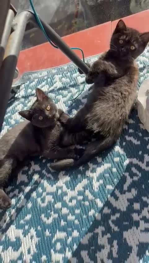 British Shorthair cats for sale: British shorthair STUNNING black kitten - Video 2