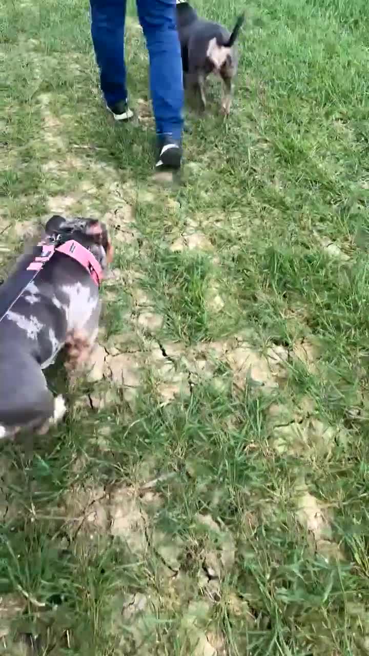 American Bully dogs for sale: Beautiful tri merle American pocket bully  - Video 2