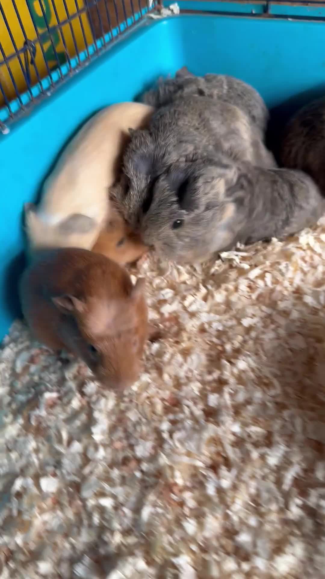 Guinea Pig rodents for sale: Beautiful boys looking for new homes  - Video 1