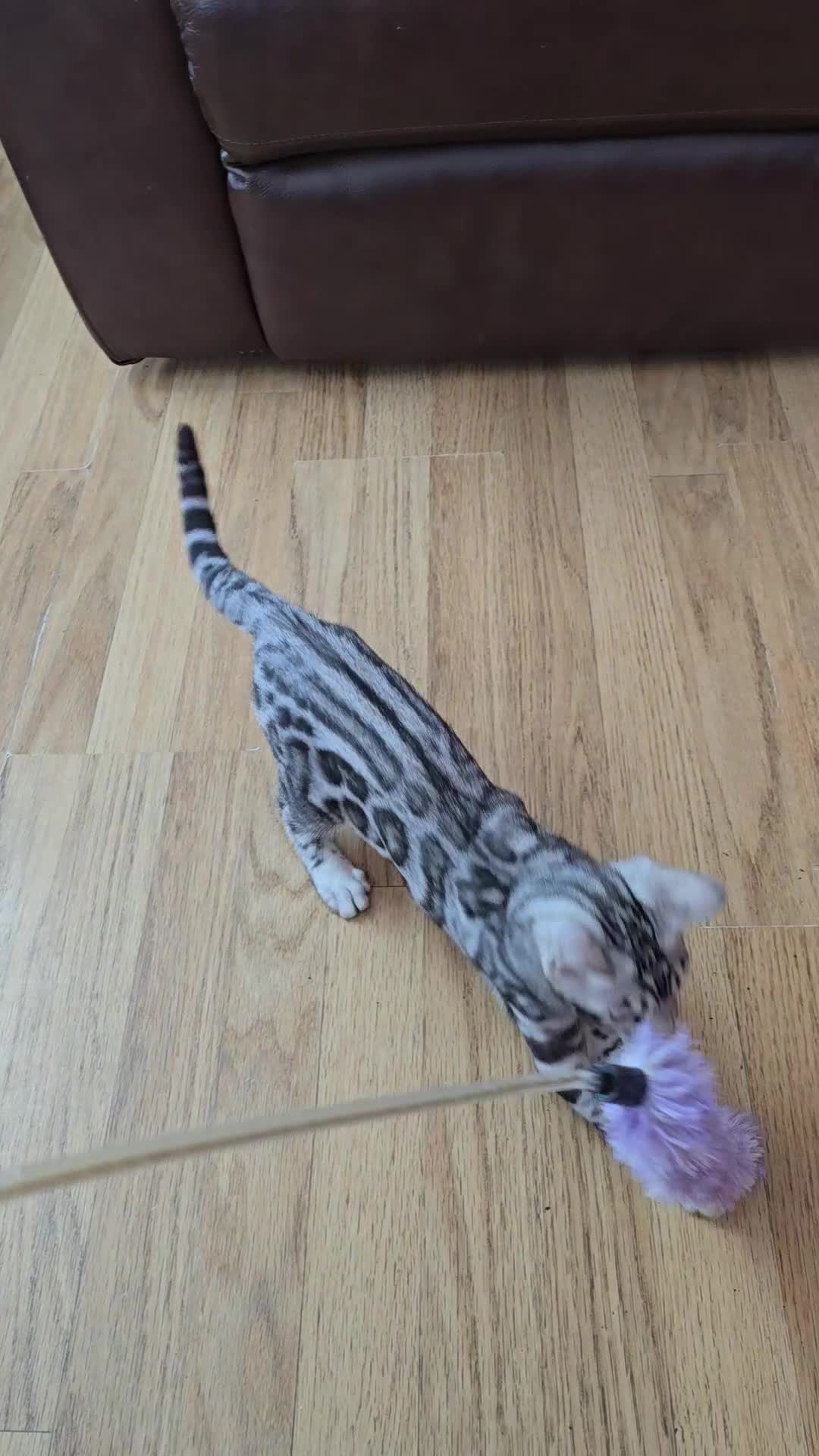 Bengal cats for sale: 3 exquisite Tica registered bengals *****READY NOW - Video 1