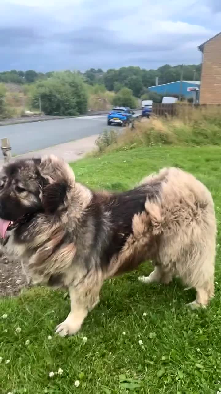 Caucasian Shepherd Dog dogs for sale: Caucasian shepherd  - Video 1