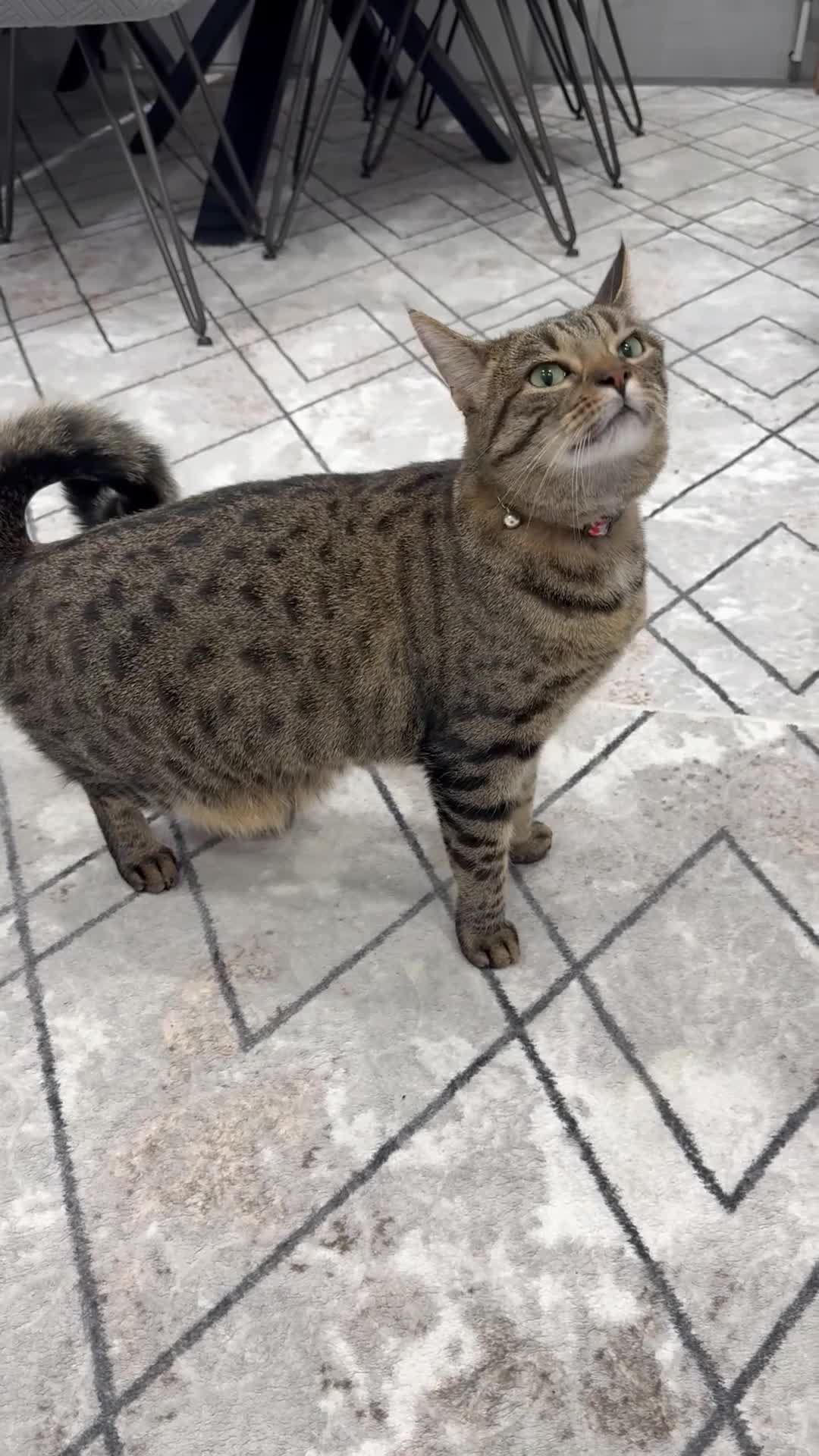 Mixed Breed cats for sale: Very Friendly Female Cat Looking for a Home 🙂 - Video 1