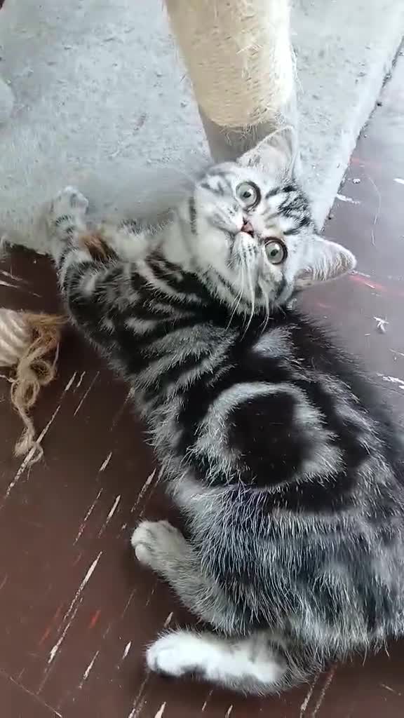 British Shorthair cats for sale: Bsh. Silver Classic Tabby . - Video 1