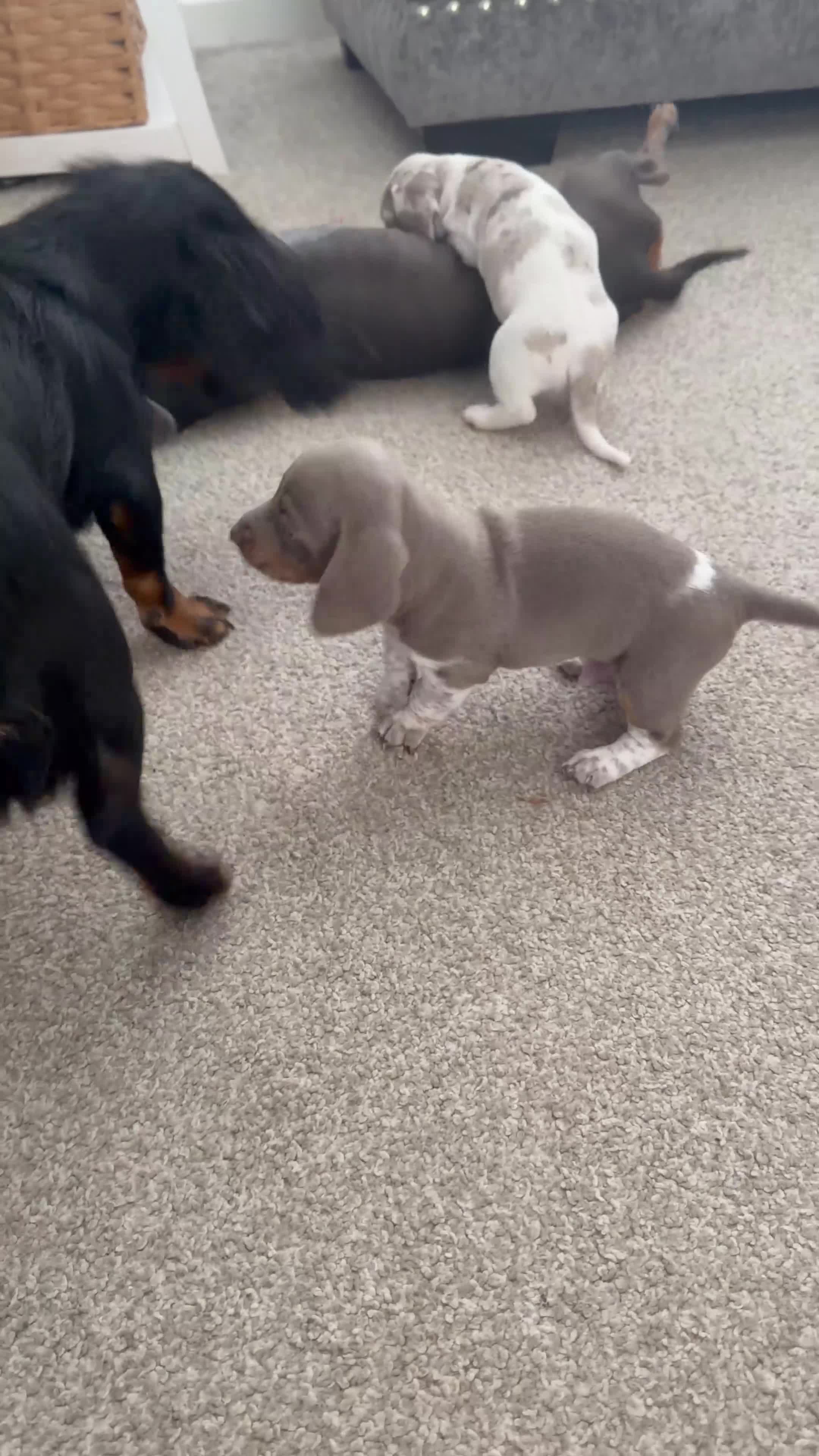 Dachshund dogs for sale: 2 Dachshund boys left 💙 - Video 1