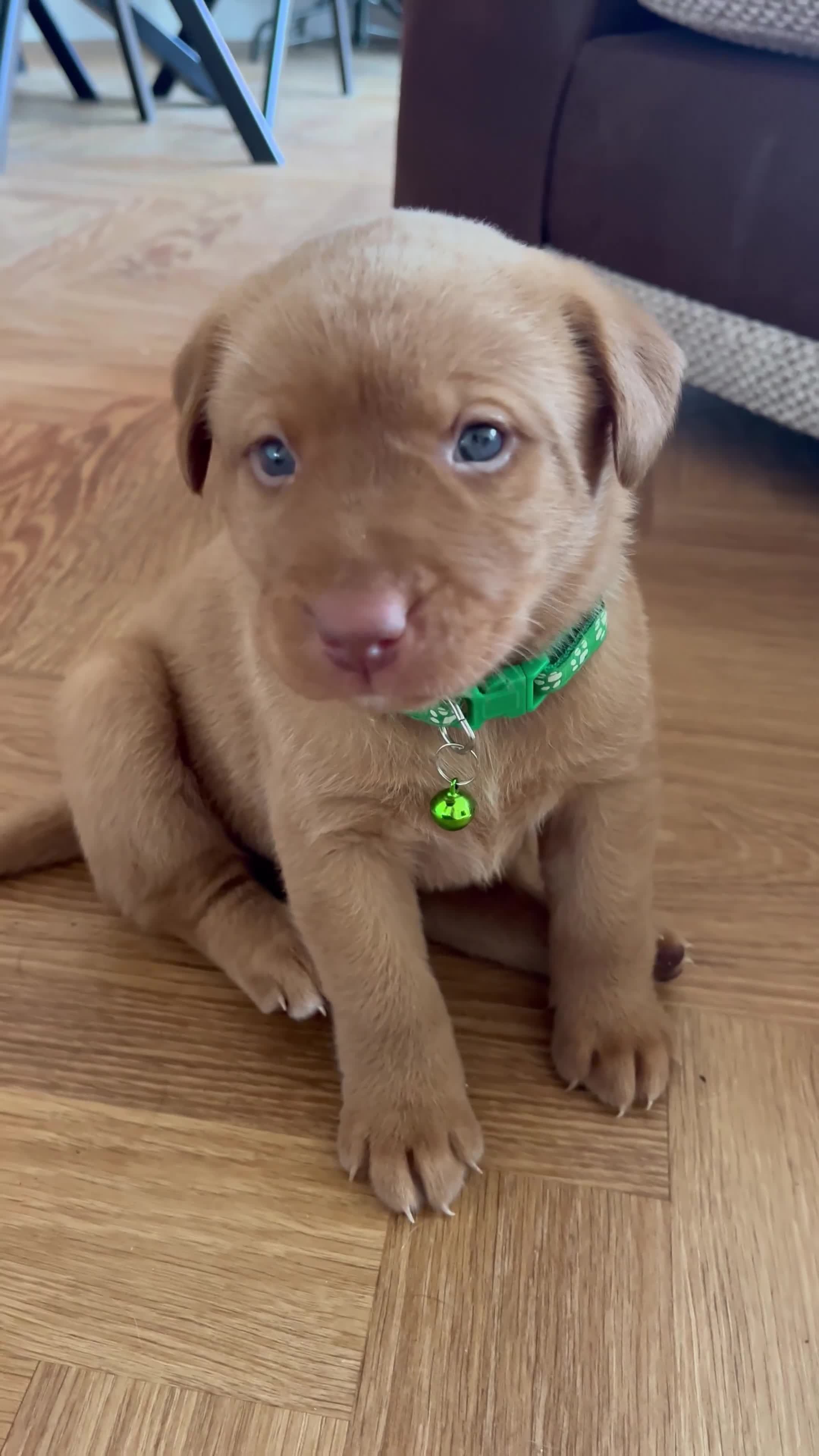 Labrador Retriever dogs for sale: Male Labrador Retrievers 🐶  - Video 4