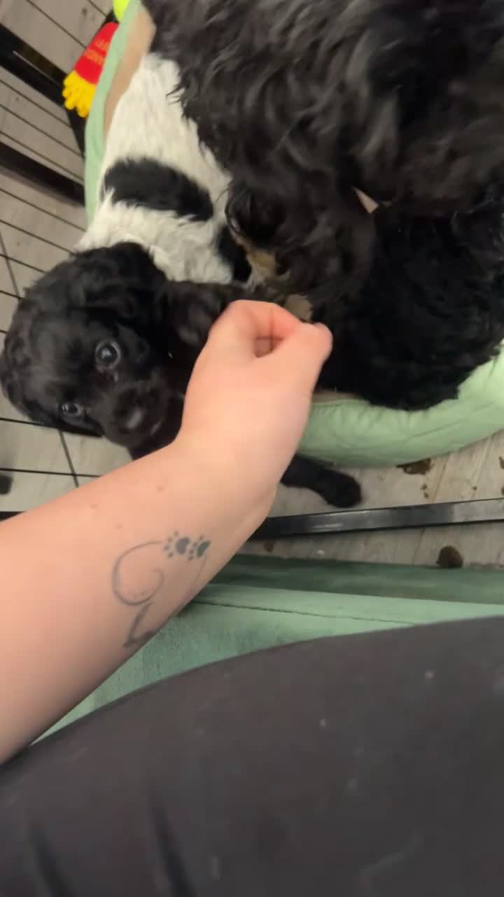 Mixed Breed dogs for sale: Cockalier-poo READY TO LEAVE  - Video 2