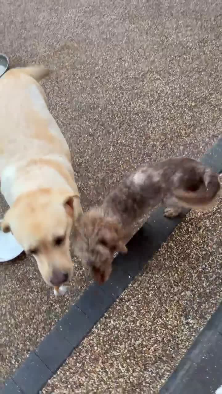 Miniature Poodle dogs for sale: Male Chocolate merle miniture poodle 4year old  - Video 1