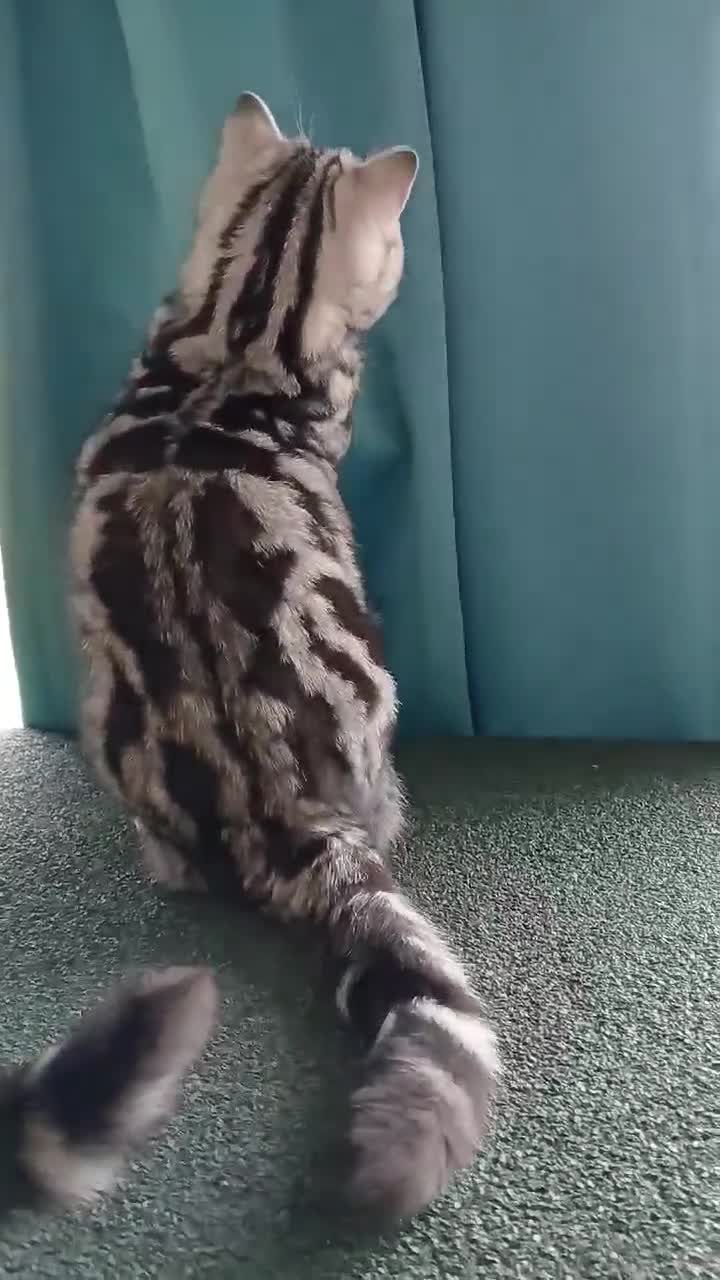 British Shorthair cats for sale: Bsh. Active Silver Classic Tabby. - Video 4