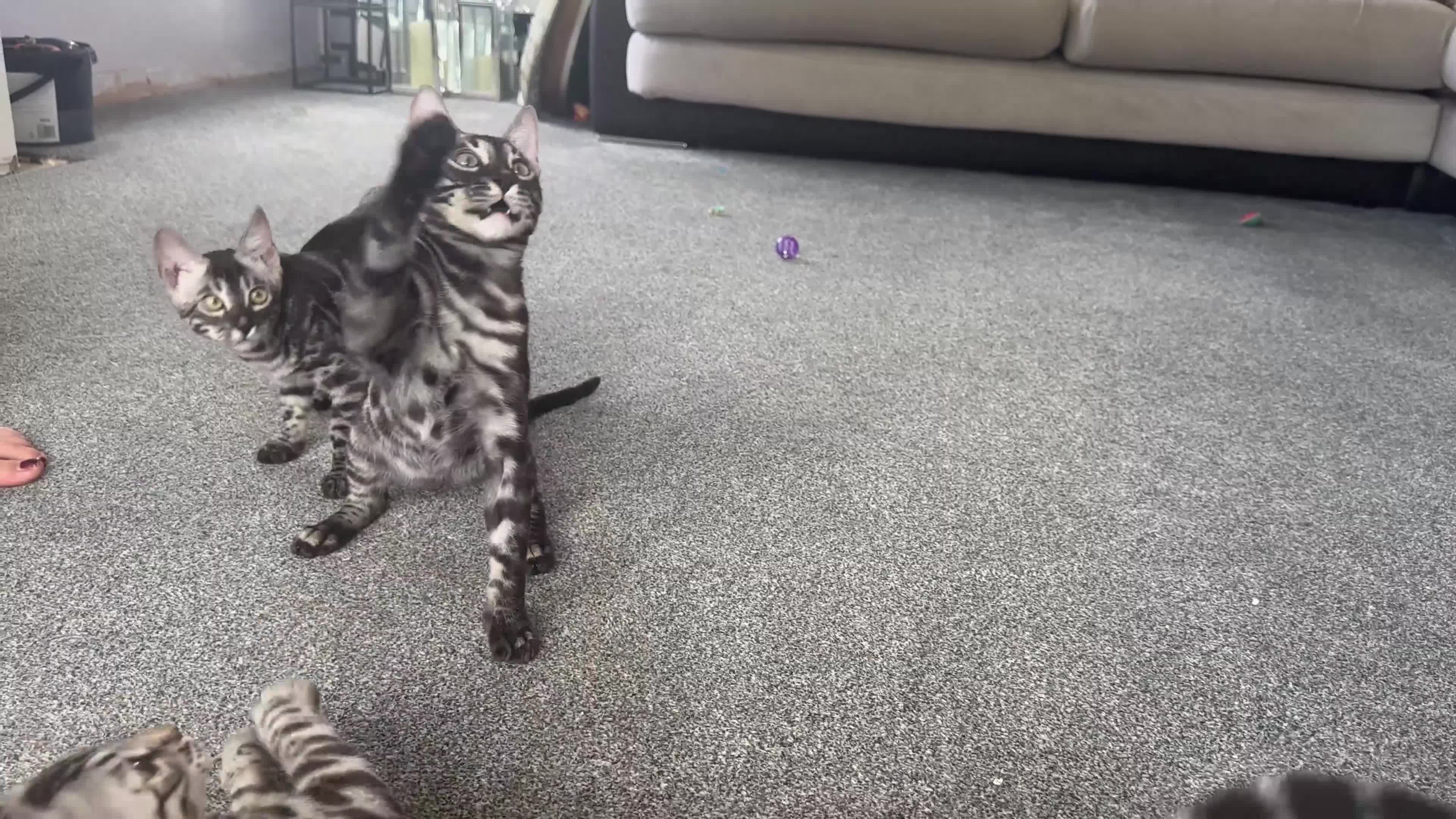 Bengal cats for sale: Exceptional breed quality bengals  - Video 1