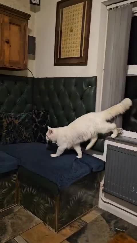 Maine Coon cats for sale: Stunning Maine Coon male - Video 1