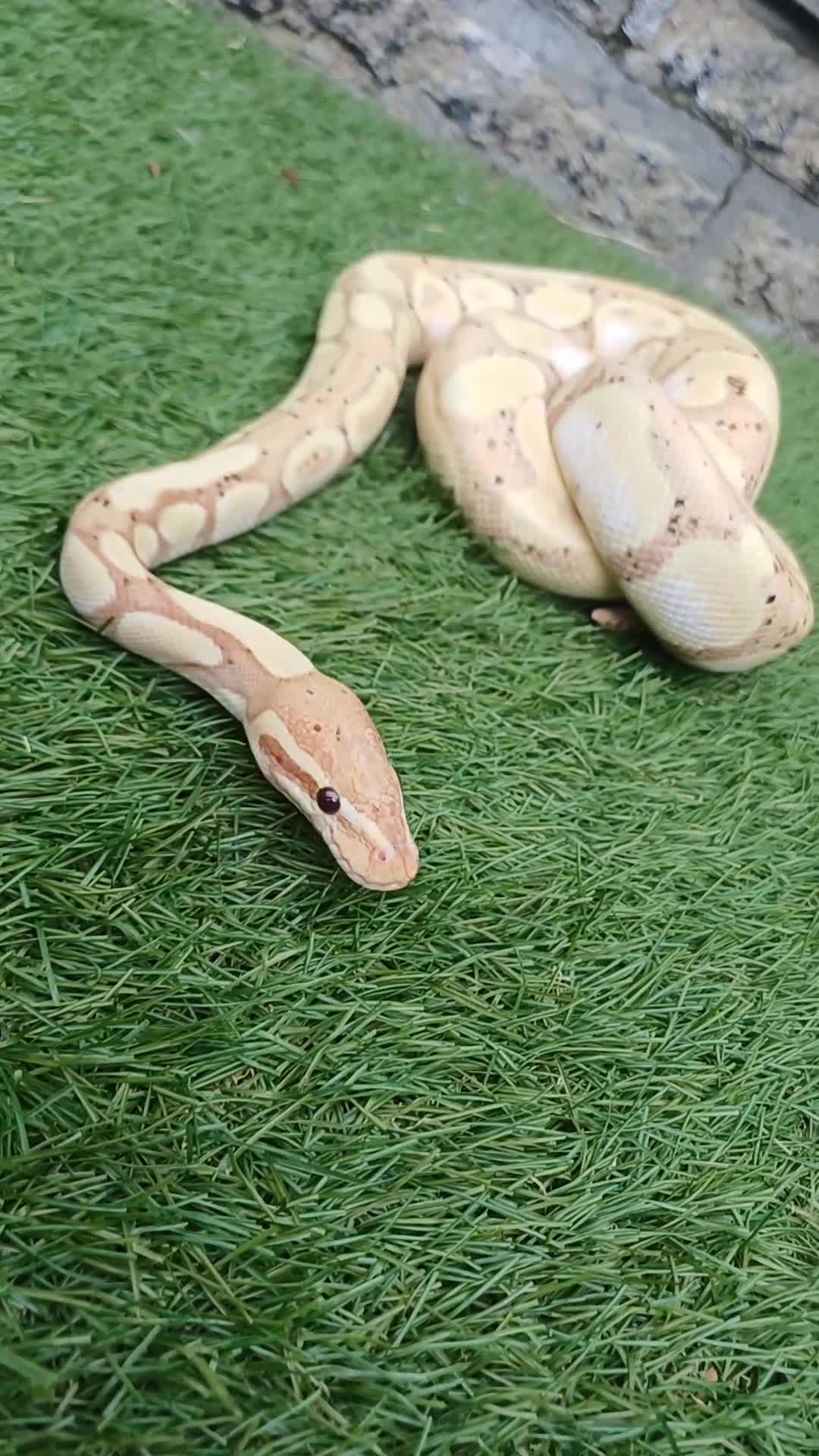 Python Snake reptiles for sale: Ball python  - Video 2