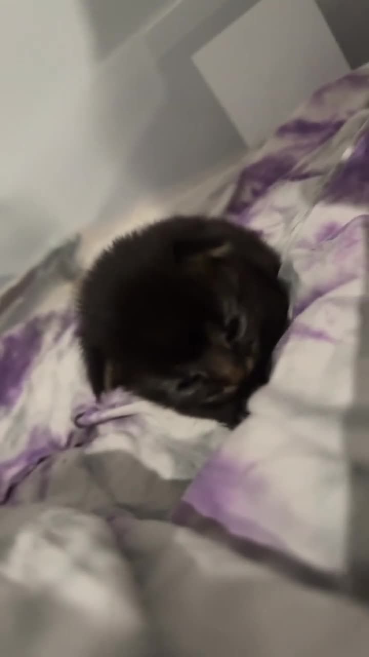 British Shorthair cats for sale: 🐾 Grey/white Tabby Kitten with White Markings - Video 2