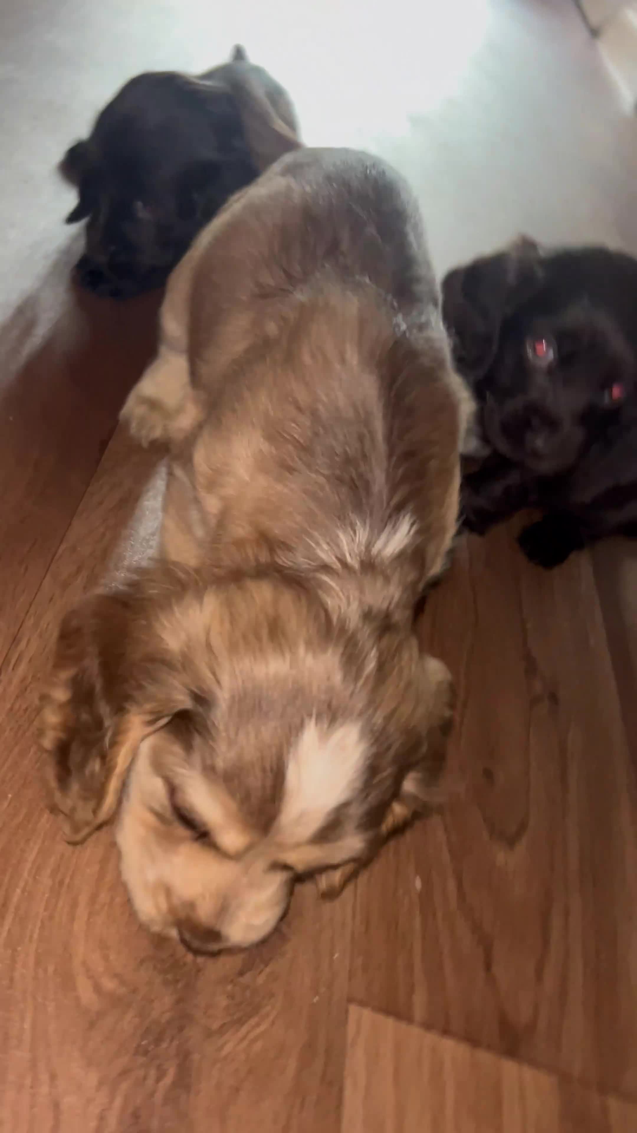 Cocker Spaniel dogs for sale: Cocker spaniel puppies - Video 1