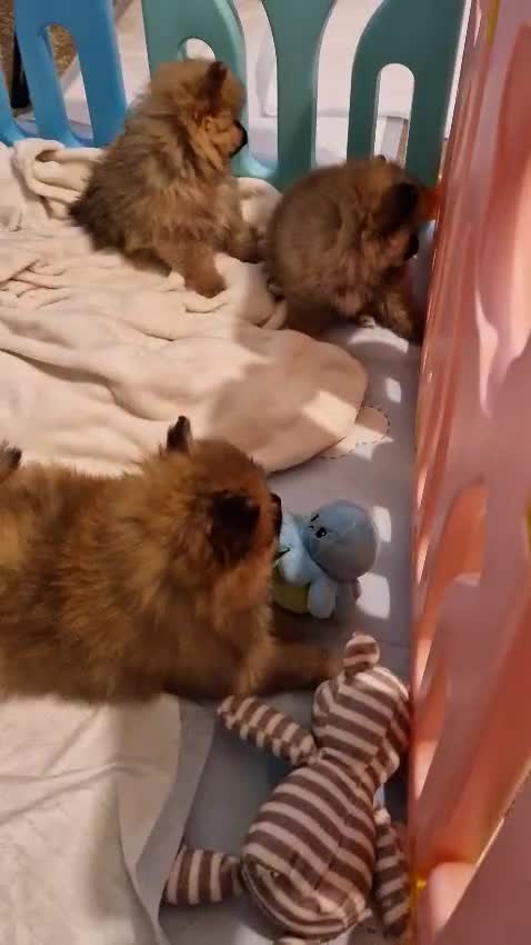 Pomeranian dogs for sale: Pomeranian puppies for sale - Video 3