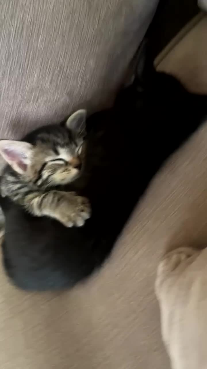 Mixed Breed cats for sale: Adorable kittens looking for their forever homes - Video 1