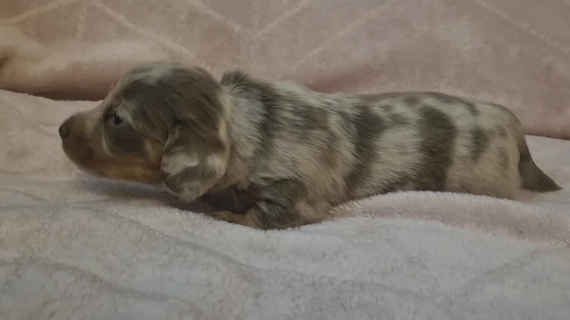 Miniature Dachshund dogs for sale:   Long haired  dachshunds puppies  top quality  - Video 1