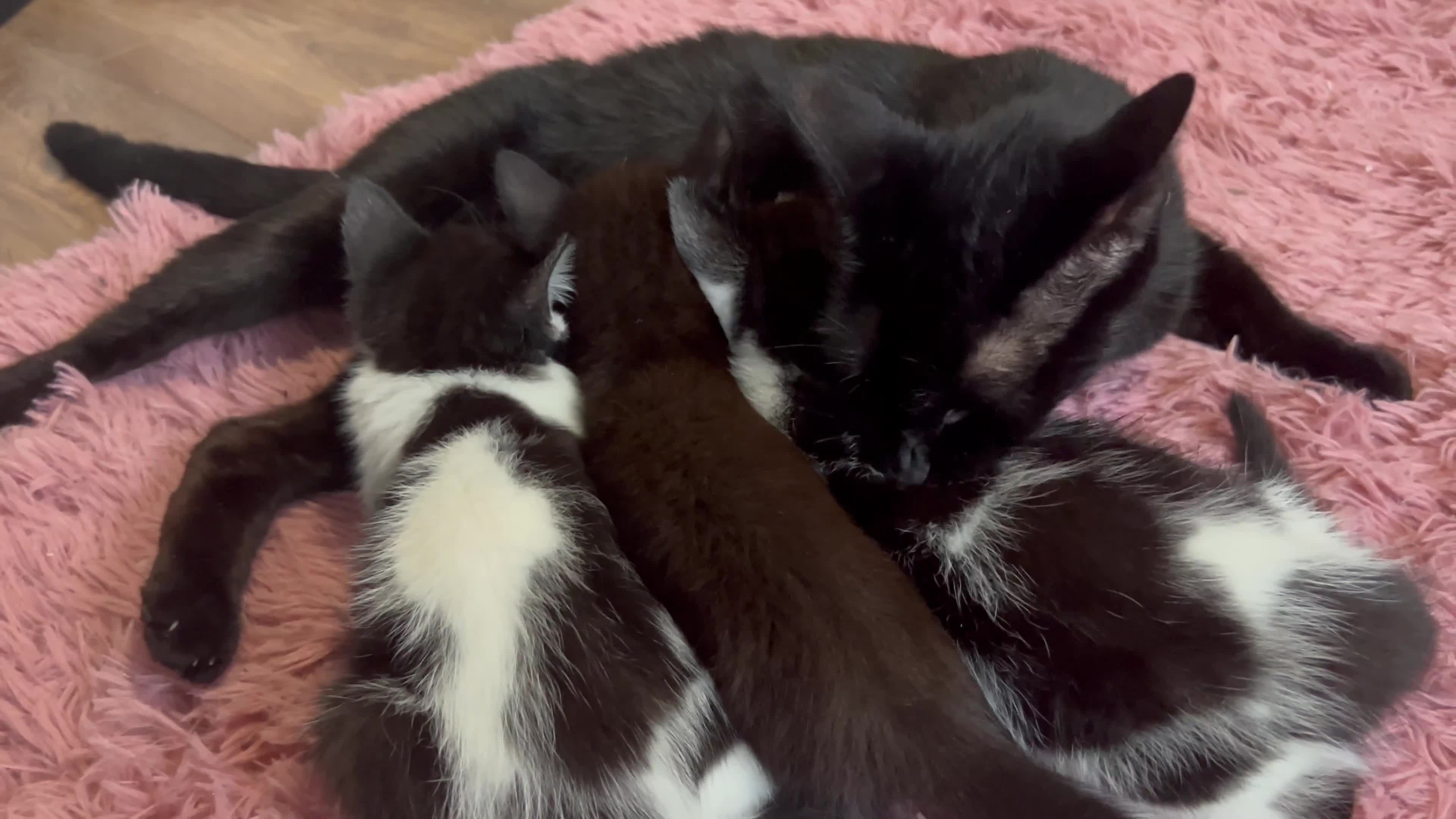 Mixed Breed cats for sale: Beautiful kittens looking for a forever home - Video 1